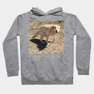 Yellow Lab Hoodie